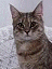 cookie's Avatar